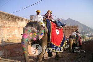 Indie, słoń, transport