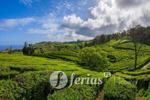 Landscape with tea plantation on the island of Sao Miguel in the Portuguese archipelago of the Azores, Portugal