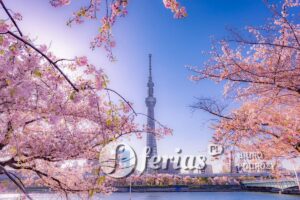 Kwiat wiśni i budynek w Parku Asakusa Sumida, Tokio Japonia