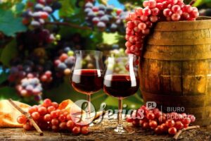 Słowenia, wino