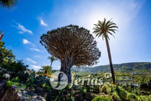 Smocze Drzewo, Teneryfa