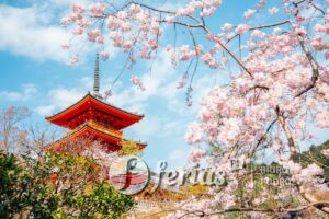 Świątynia Kiyomizu-dera z kwiatami wiśni, Kioto, Japonia