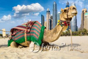 Wielbłąd przed Dubaj Marina