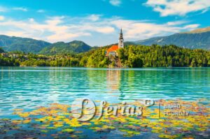 Wspaniałe różowe kwiaty lilii wodnej na jeziorze Bled, Słowenia