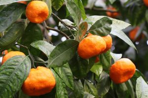 mandarins (Copy)